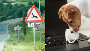 Cartello passaggio animali selvatici in strada e cane che fa cadere tazza di caffè su notebook